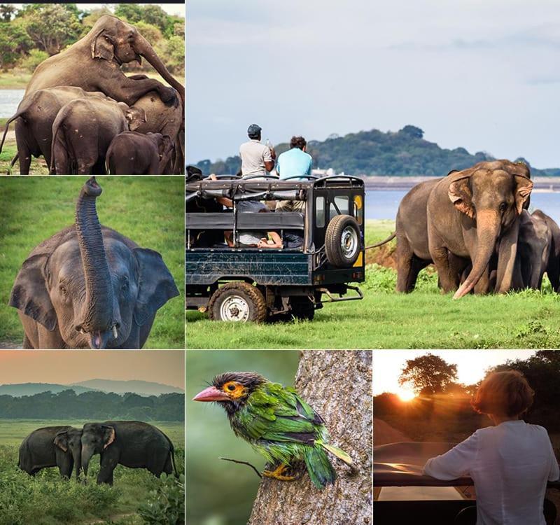 Manju Homestay Sigiriya Ngoại thất bức ảnh